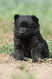 SCHIPPERKE 635